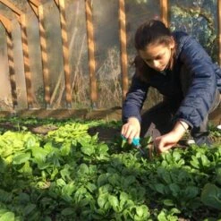 Serre De Jardin En Bois De Mélèze Lancelot 20m² - HELIO -Jardin Serre Boutique serre de jardin en bois de meleze lancelot 20m helio 1