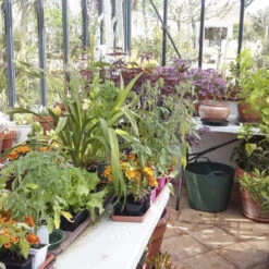 Serre De Jardin LUXIA Rétro Sur Muret 14,10m² En Aluminium Laqué Et Verre Trempé 4mm - Lams -Jardin Serre Boutique serre de jardin luxia retro sur muret 1410m en aluminium laque et verre trempe 4mm lams 2